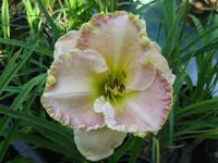 alicia rosed kissed_1024x768.webp