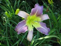 lovley light_1024x768.webp
