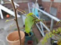 Raupen.webp