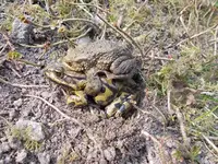 Fehltritt Jolantha.webp