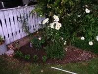 2016-07-19 Bobby James Beet.webp