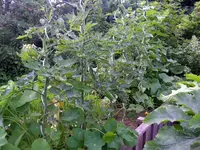 IMGP9562.webp