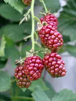 IMGP9566.webp