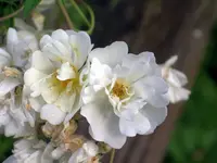 IMGP9568.webp