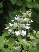 IMGP9574.JPG