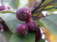IMGP9575.webp
