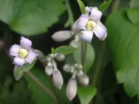 IMGP9577.webp