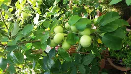 20160719_132452.webp