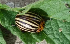 TiereMakro (55).webp