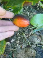 DSCN4318.webp