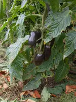 DSCN4263.webp