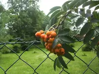 BILD5370.webp