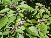 BILD5306.webp