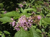 BILD5307.webp