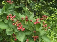 BILD5371.webp