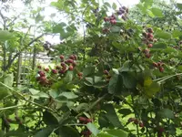 BILD5372.webp