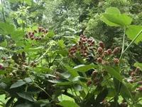 BILD5373.webp