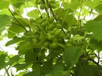 BILD5360.webp