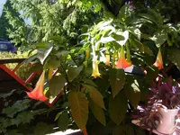 ET 20.7.16.webp