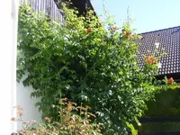 Trompete rot.webp