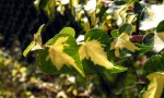 garten_0012.jpg