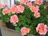IMG_5050.webp
