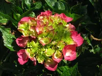 IMG_5059.webp IMG_5059.webp
