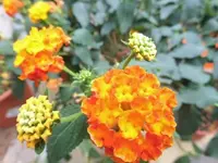 Bilda2728.webp