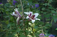 comp_DSC05515.webp