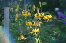 comp_DSC05517.webp