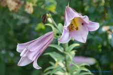 comp_DSC05518.webp