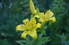 comp_DSC05522.webp