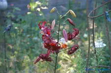 comp_DSC05523.webp
