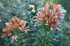 comp_DSC05527.webp