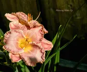 IMG_4274-2.webp