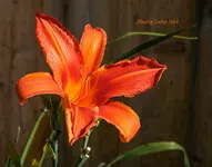 IMG_4275-2.webp