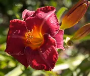 IMG_4293-2.webp