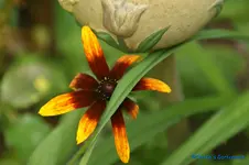 comp_DSC05506.webp
