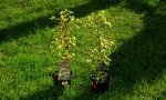 kletterhortensie.miranda.-.hydrangea.petiolaris.miranda_0001.jpg