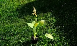hosta.old.glory_0002.webp