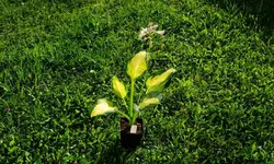 hosta.captain.kirk_0002.jpg