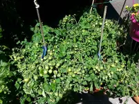 20160720_134053_resized_1.webp