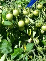 20160720_134901_resized_1.jpg