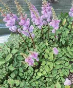 20.7 004.webp