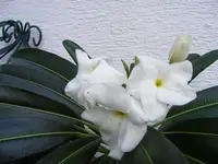 Blüte Madagaskarpalme.webp