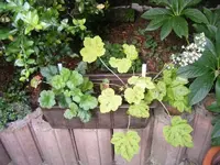 Heuchera von aloe.webp