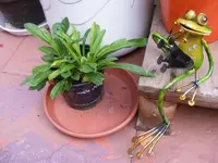 Pfirsichblättrige Glockenblume.webp