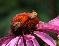 Wildbienen_Echi_macro_900.webp