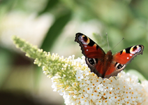 Tagpfauenauge auf Sommerflieder weiss_macro_900.webp