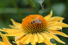 Wildbiene_Echi Cheyenne Spirit_gelb_macro_900.webp